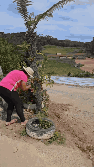 Pisca-pisca solar: Contornando o jardim
